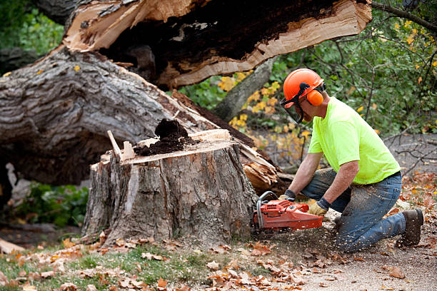 Best Emergency Tree Removal  in Rapid Valley, SD